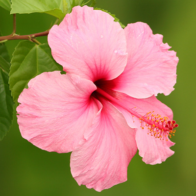 Hibiscus Rosa